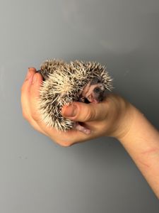 Маленькі африканські їжаки