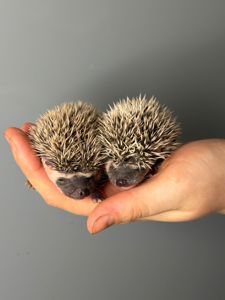 Маленькі африканські їжаки