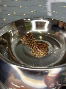 Жаба рогатка