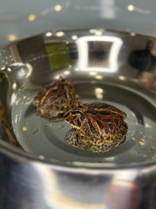 Жаба рогатка