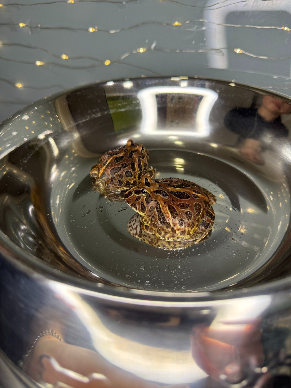 Жаба рогатка