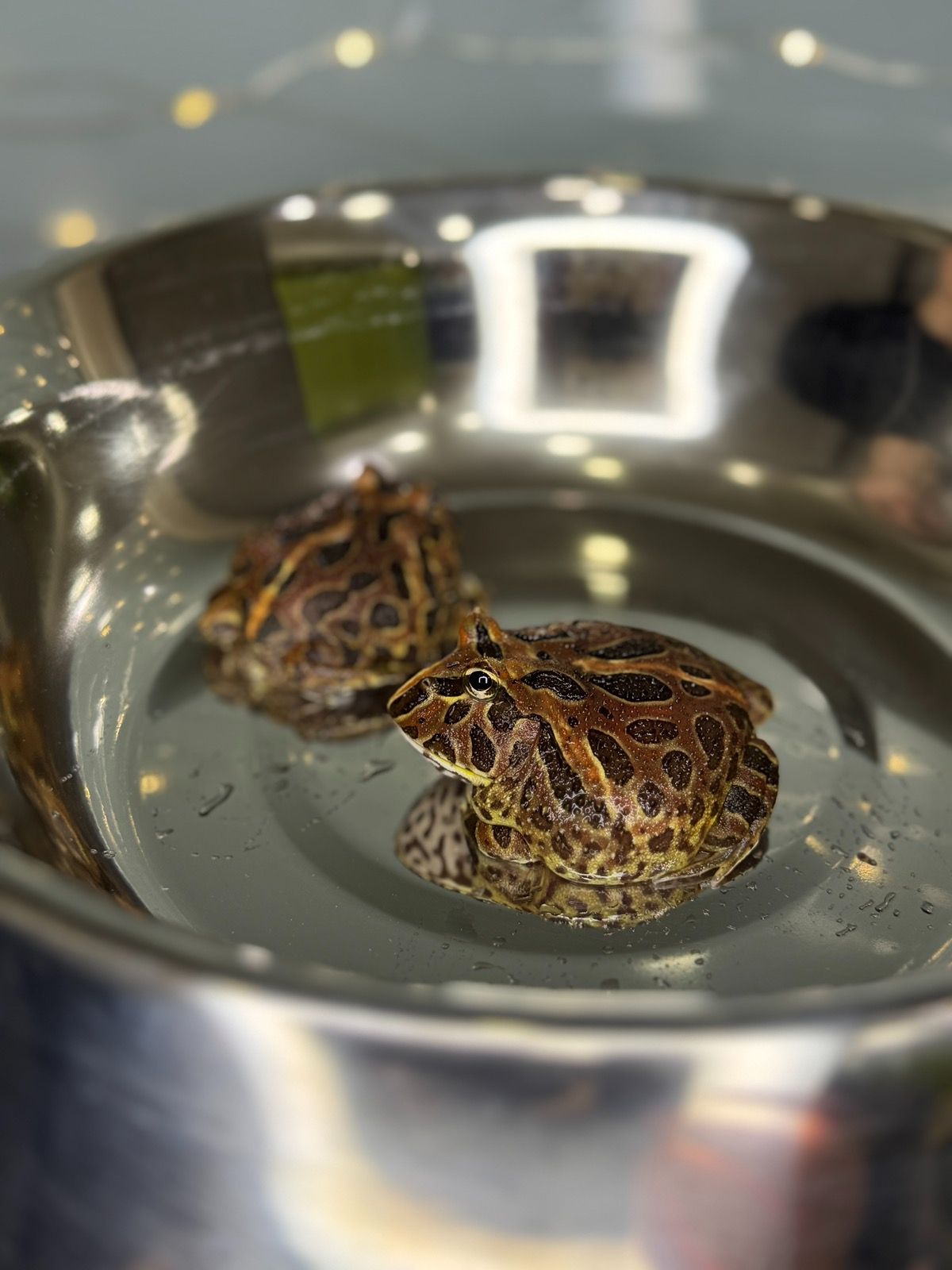 Жаба рогатка