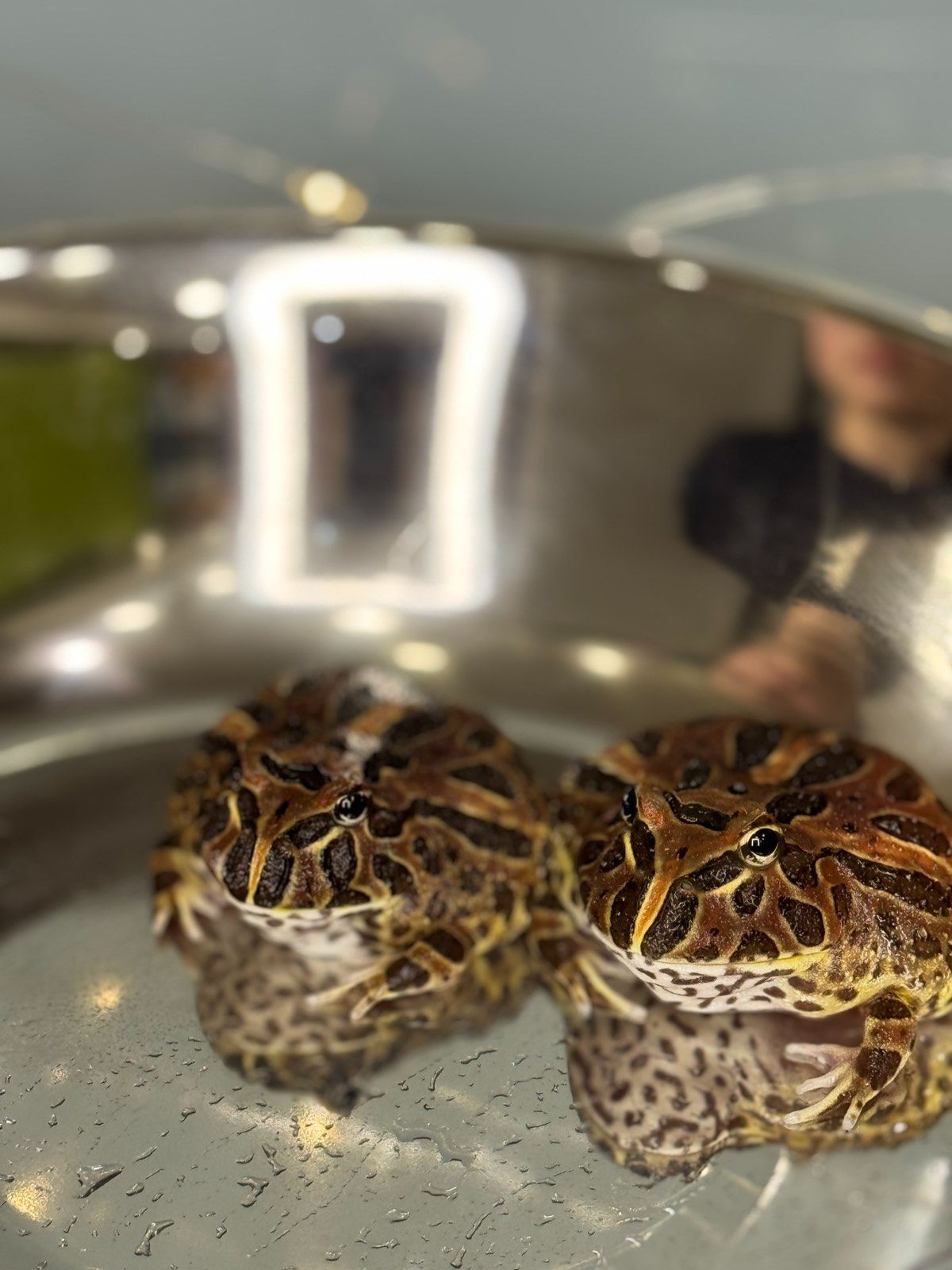 Жаба рогатка