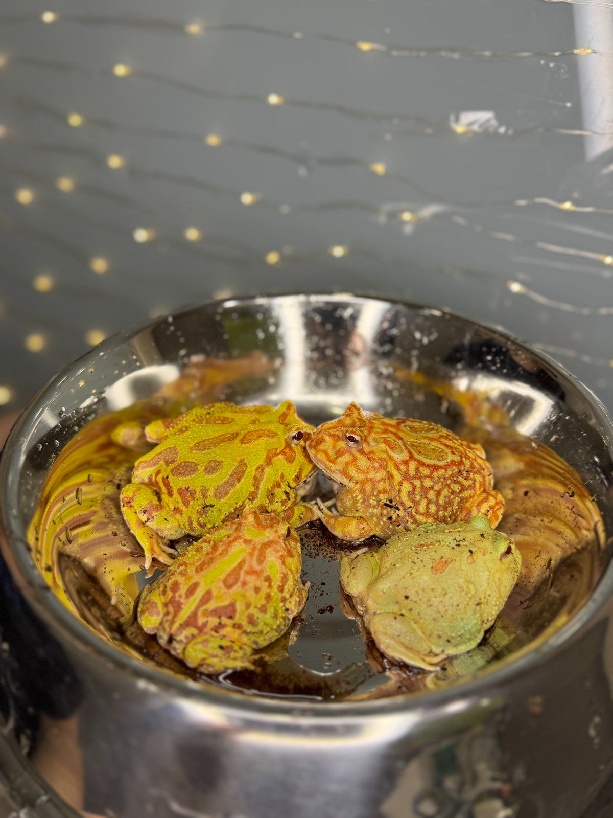 Прикрашені рогатки