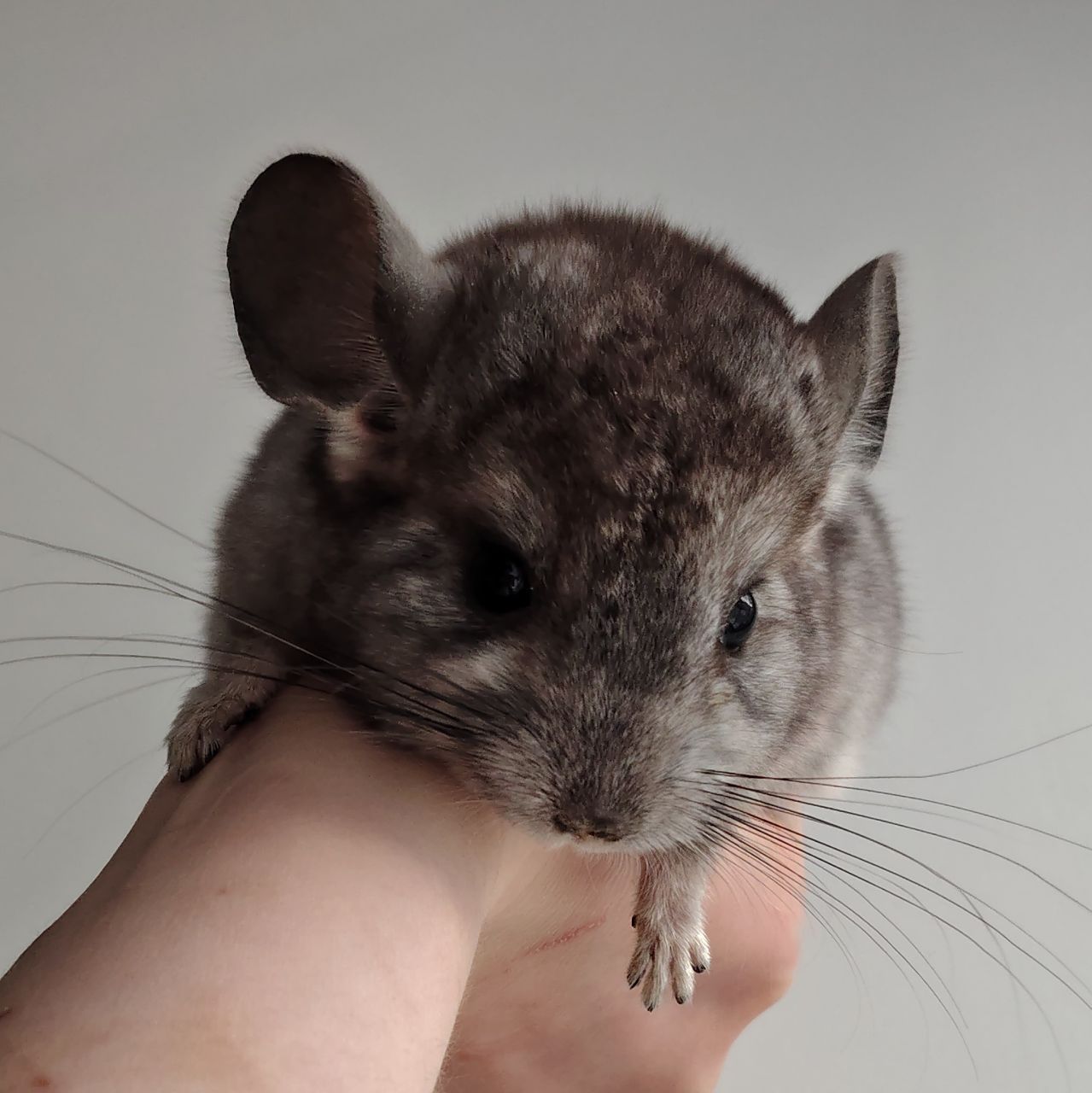 Шиншилята 🩷🩵