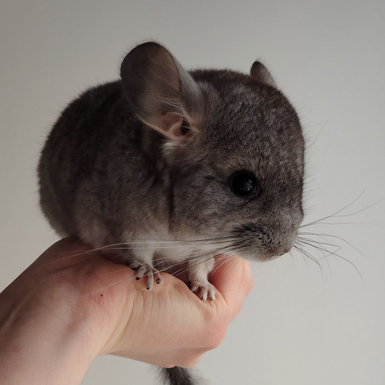 Шиншилята 🩷🩵