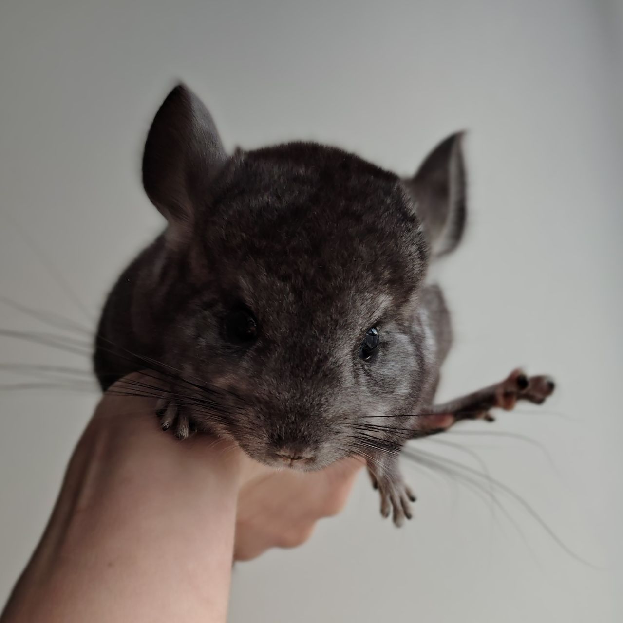 Шиншилята 🩷🩵