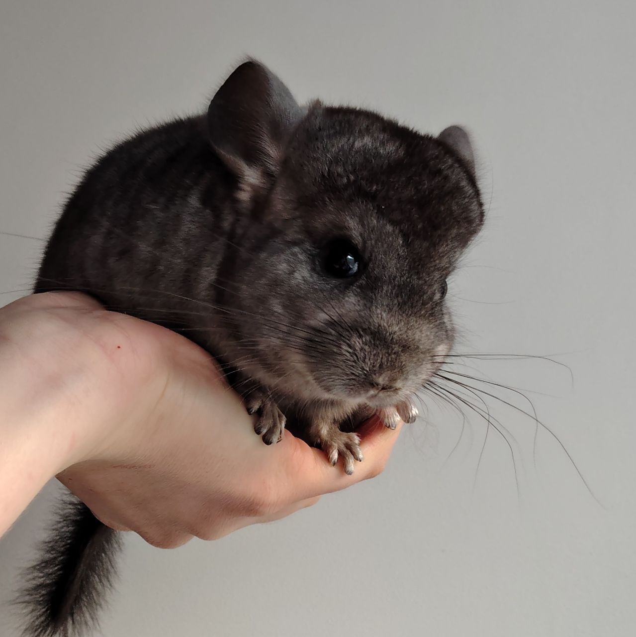 Шиншилята 🩷🩵