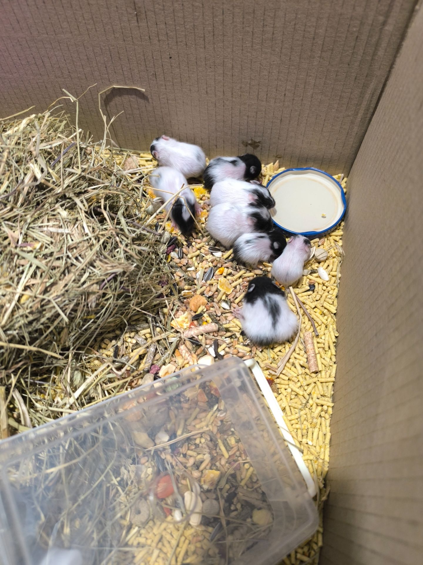 Королівський хомяк