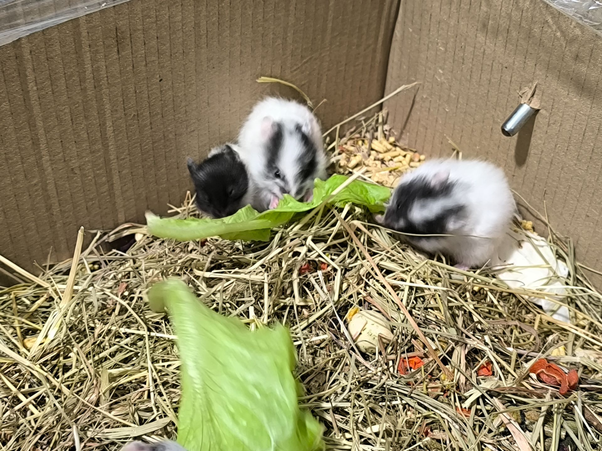 Королівський хомяк