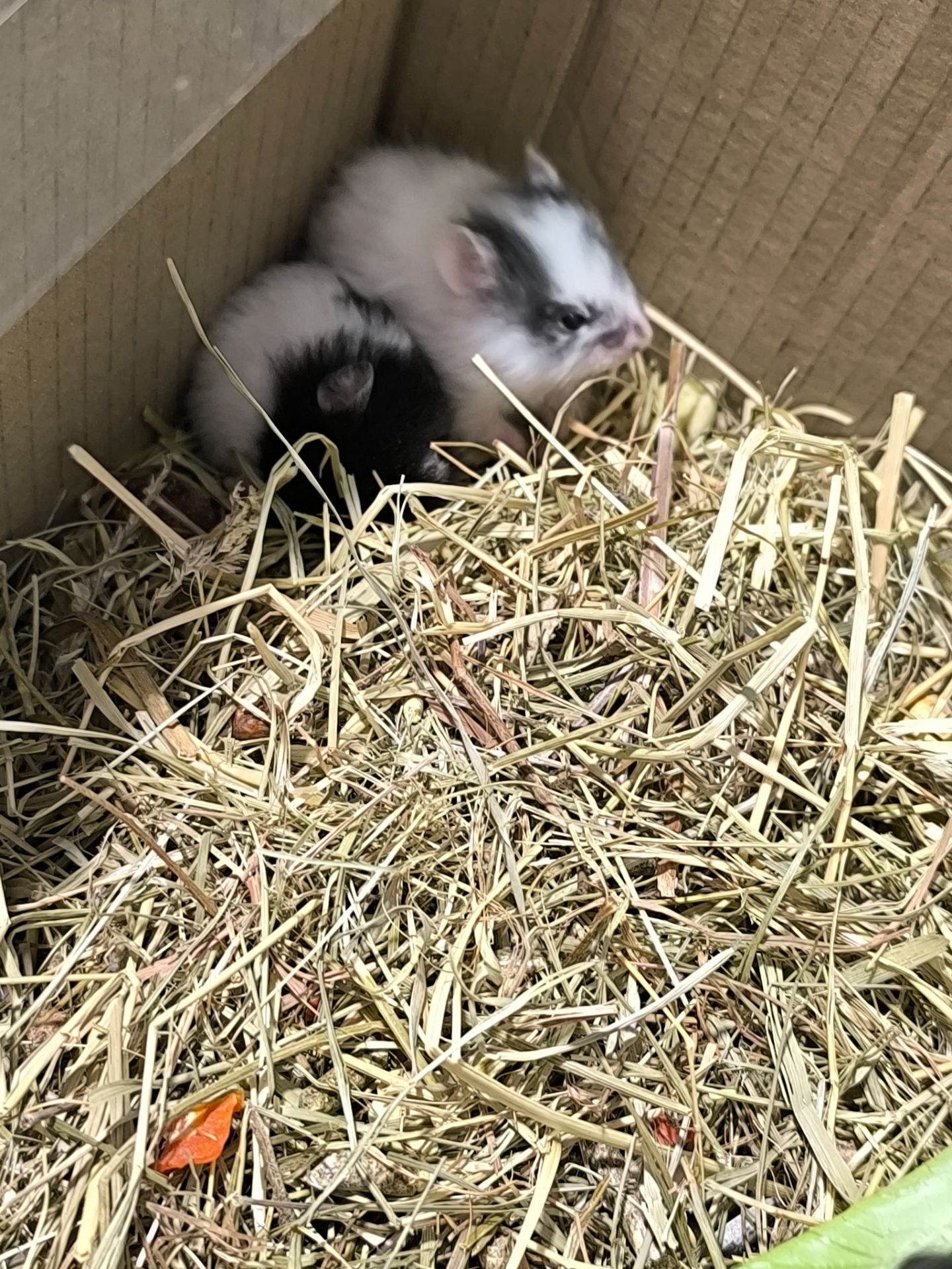 Королівський хомяк