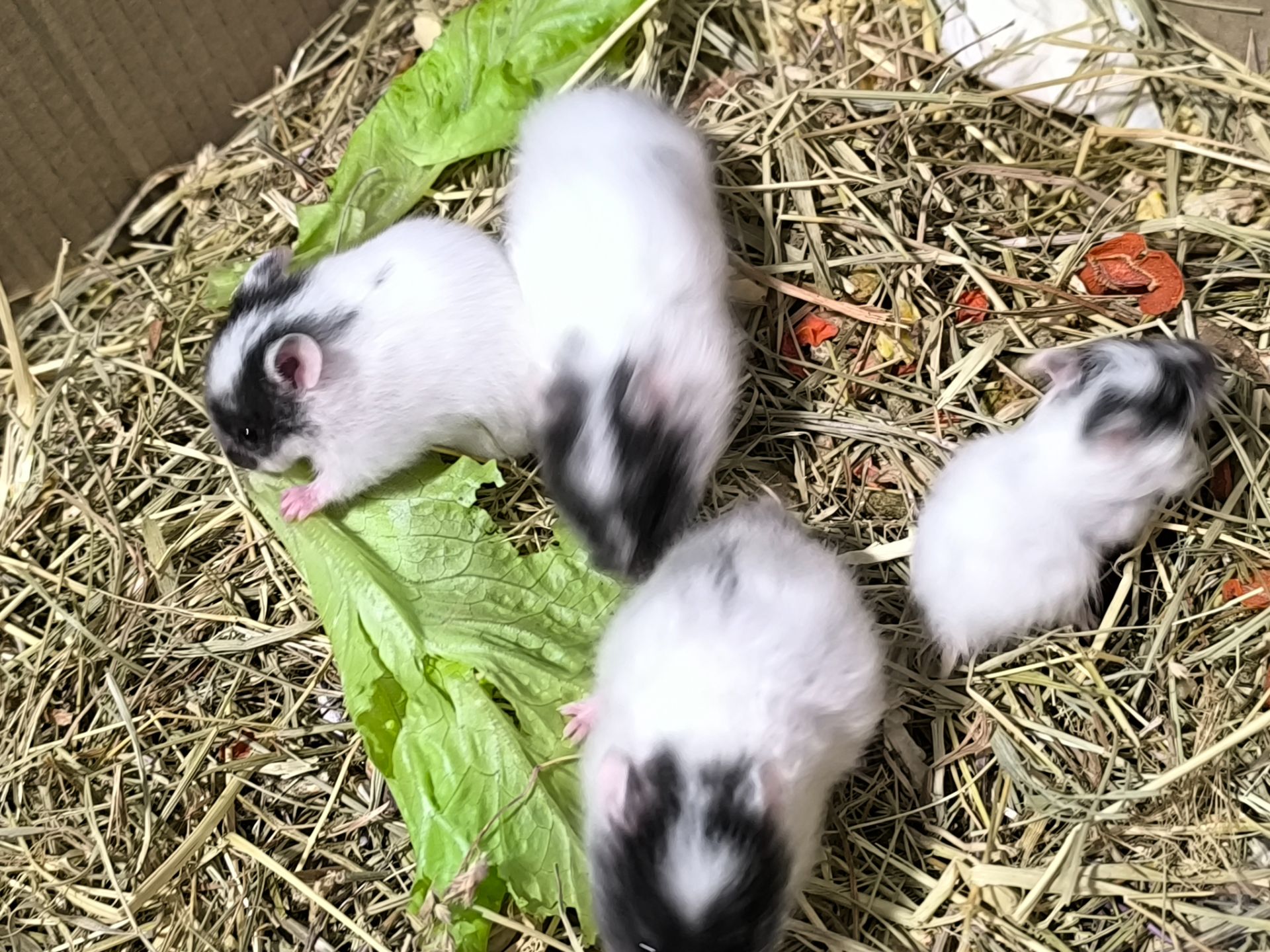 Королівський хомяк