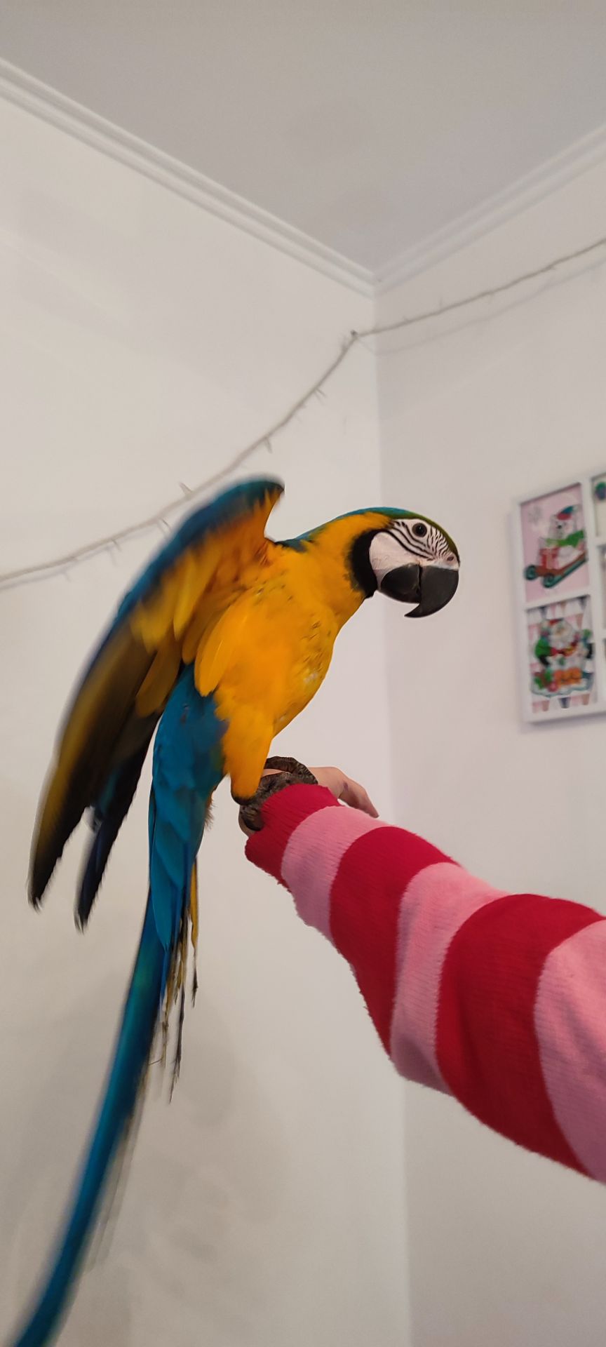 Ручний догодованець синьо-жовтий ара самець