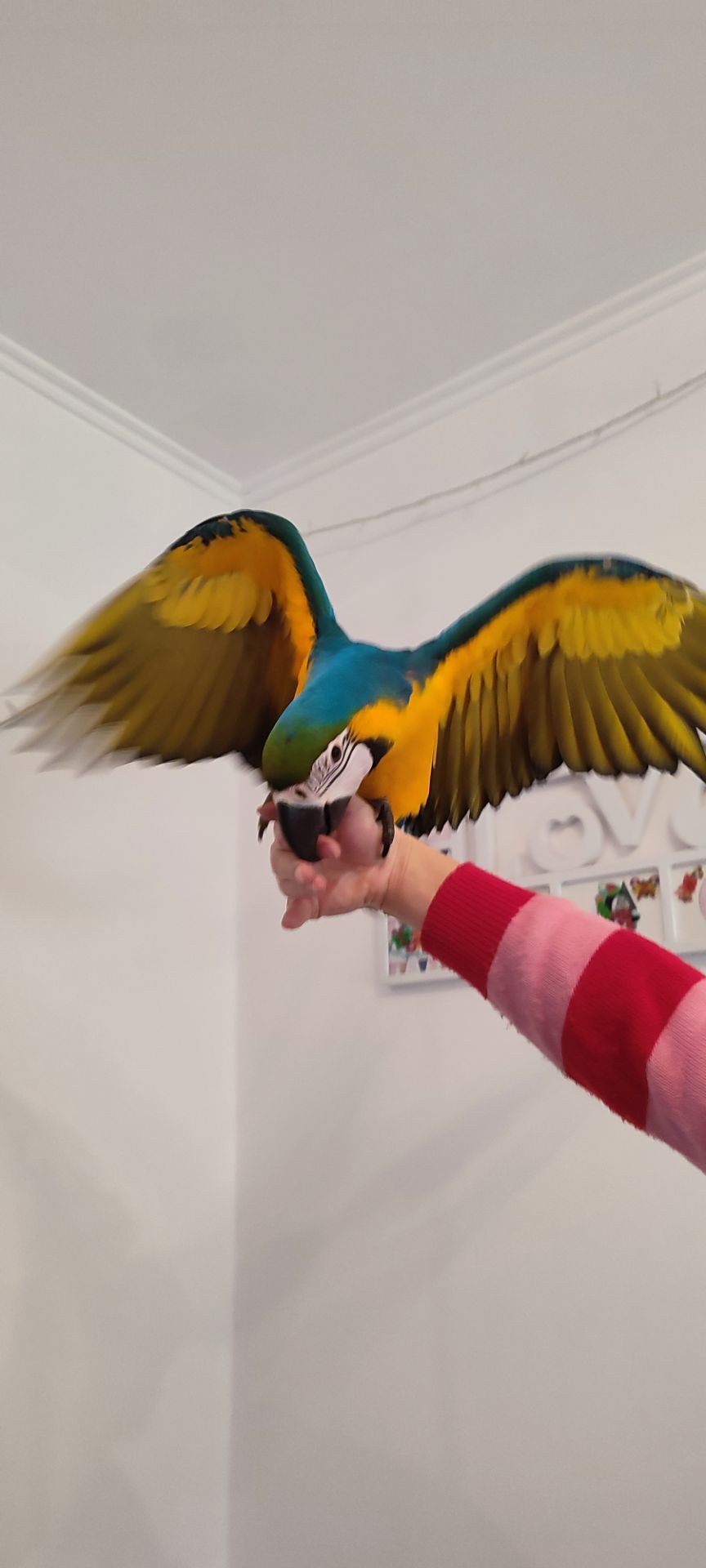 Ручний догодованець синьо-жовтий ара самець