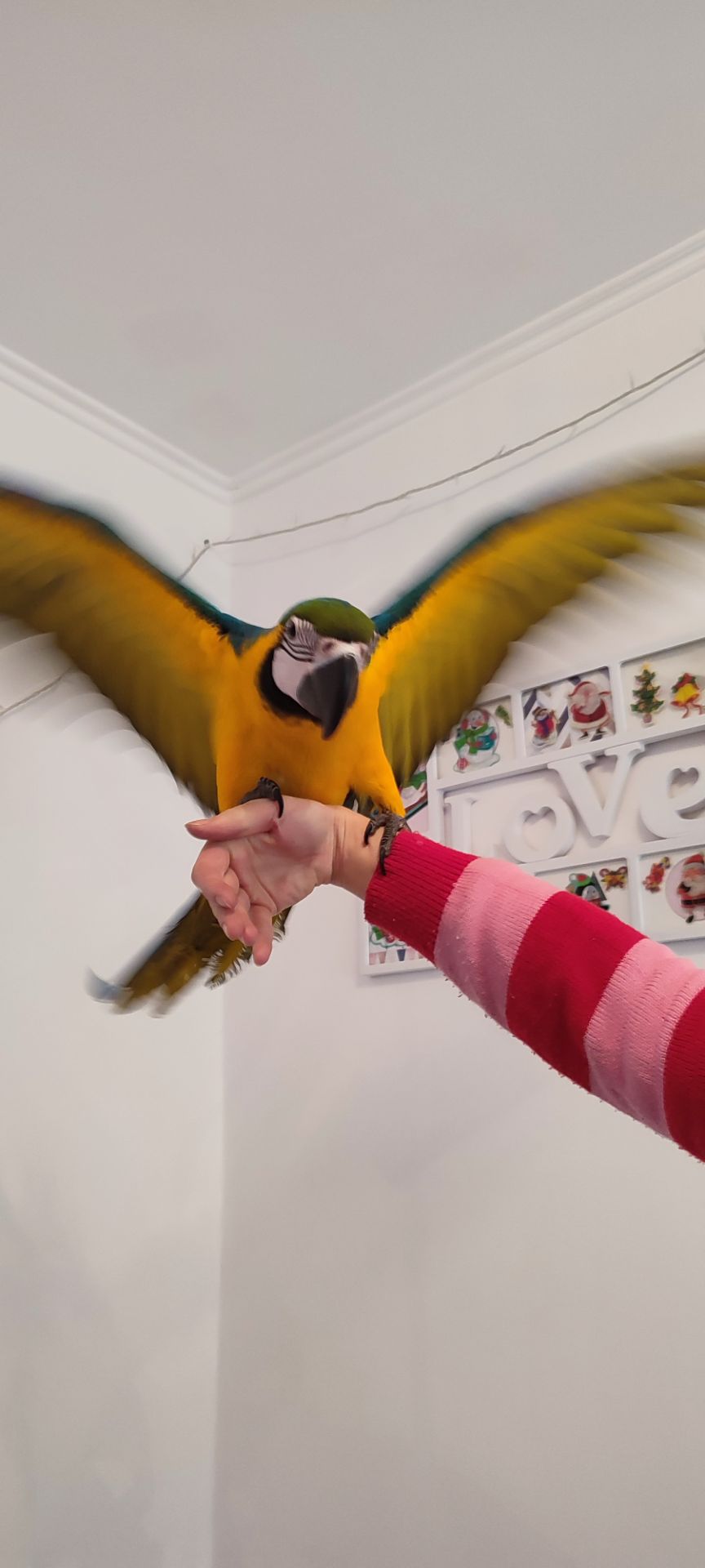 Ручний догодованець синьо-жовтий ара самець