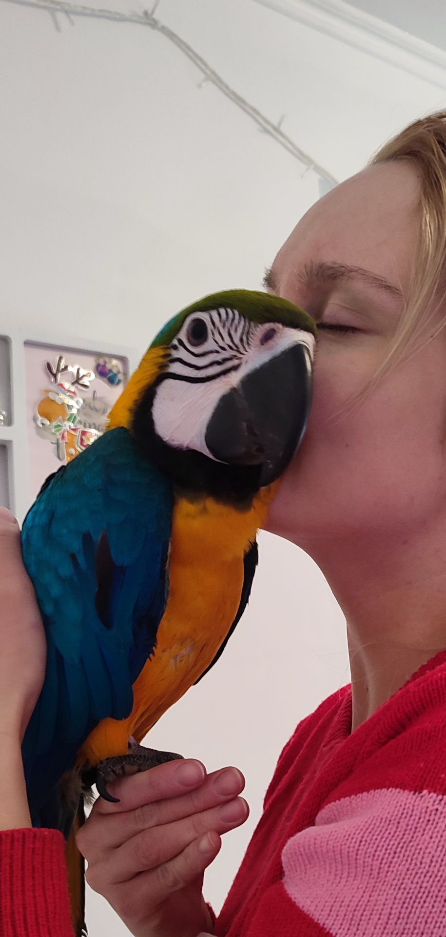 Ручний догодованець синьо-жовтий ара самець