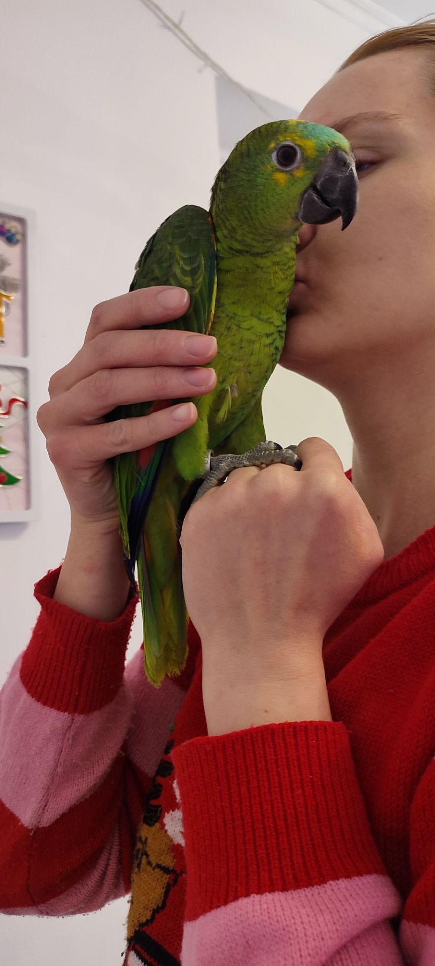 Супер-ручний папуга Синьолобий Амазон самець