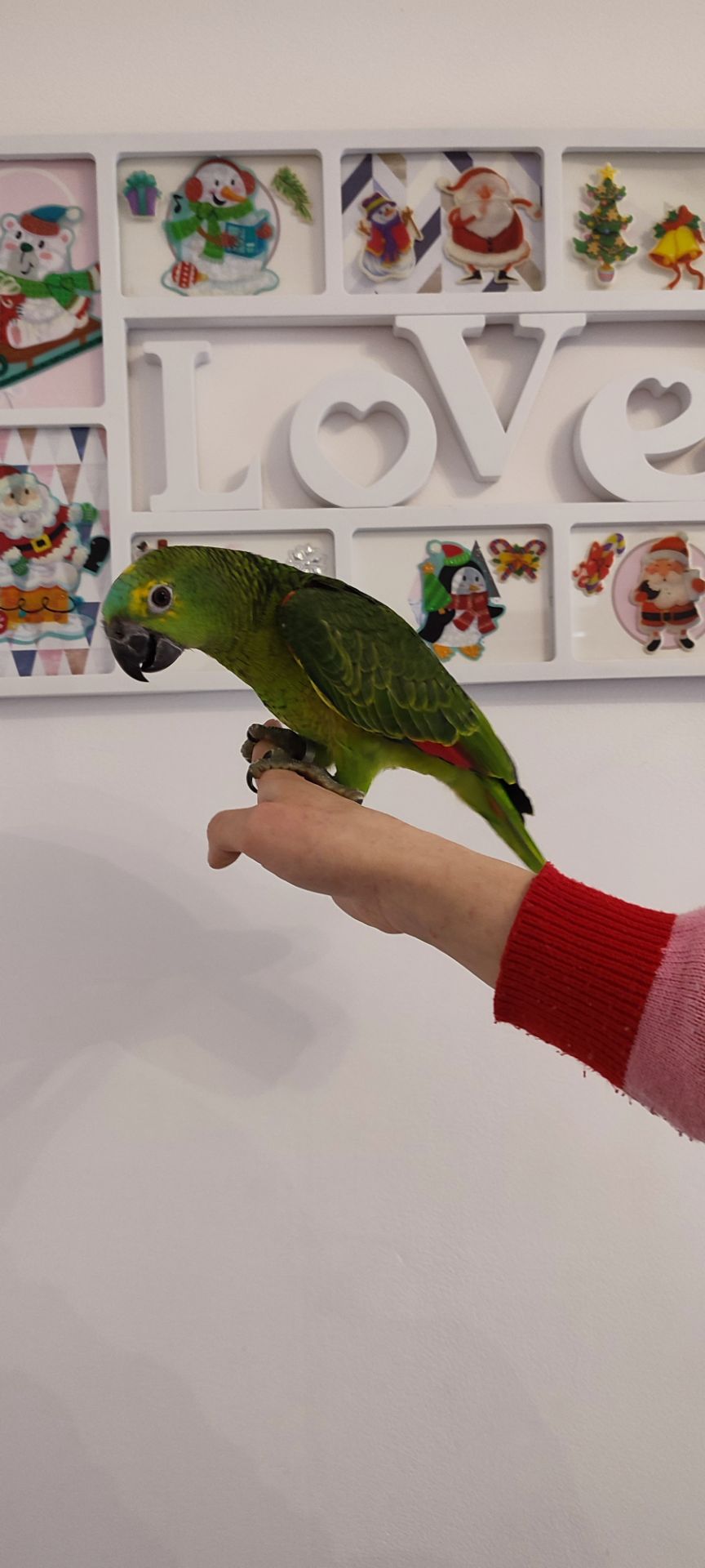 Супер-ручний папуга Синьолобий Амазон самець