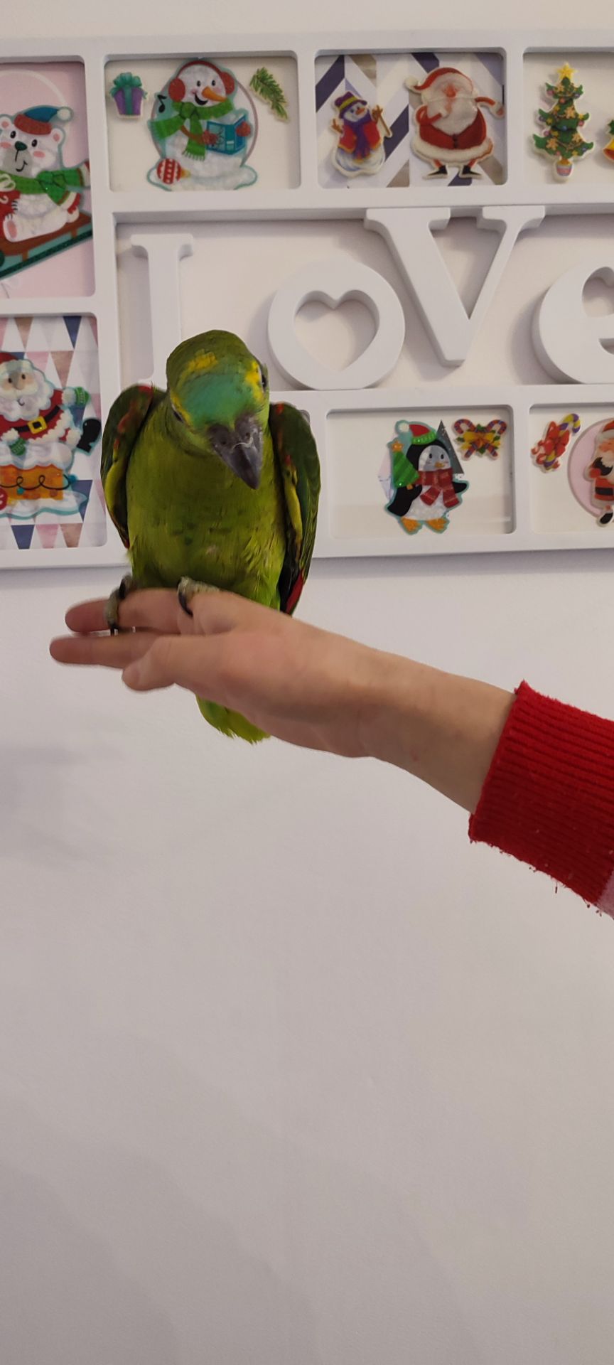 Супер-ручний папуга Синьолобий Амазон самець