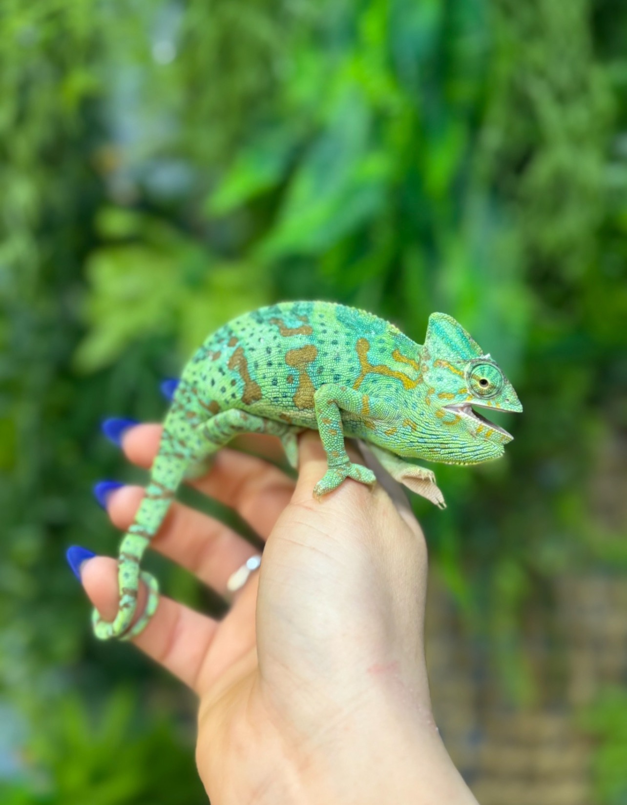 Йеменський хамелеон