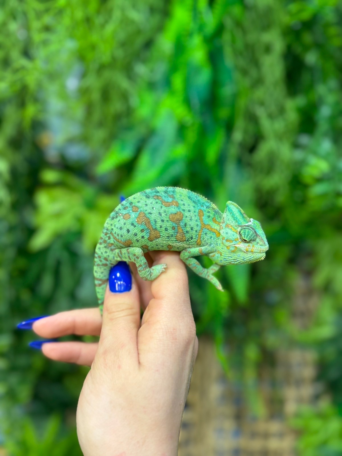 Йеменський хамелеон