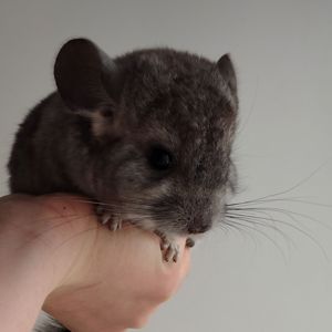 Шиншилята 🩷🩵