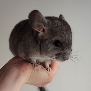 Шиншилята 🩷🩵