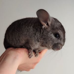 Шиншилята 🩷🩵