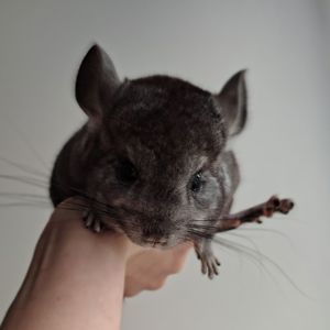 Шиншилята 🩷🩵