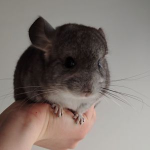 Шиншилята 🩷🩵