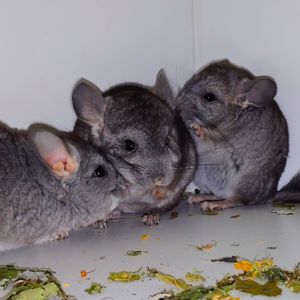 Шиншилята 🩷🩵