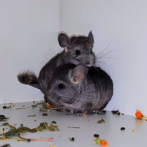 Шиншилята 🩷🩵