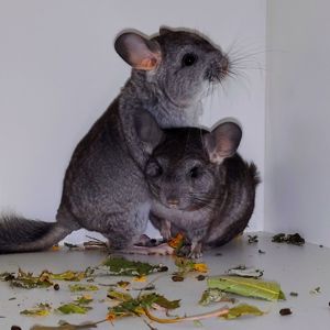 Шиншилята 🩷🩵