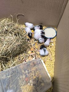 Королівський хомяк