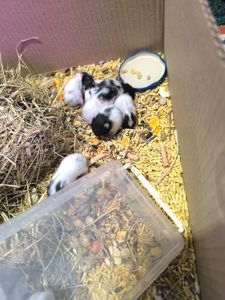 Королівський хомяк