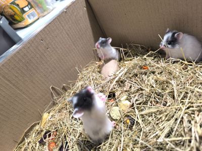 Королівський хомяк