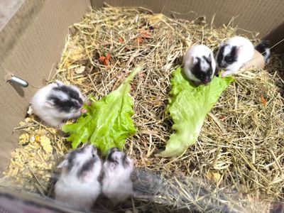 Королівський хомяк