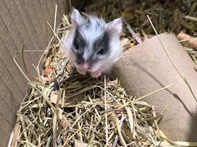 Королівський хомяк