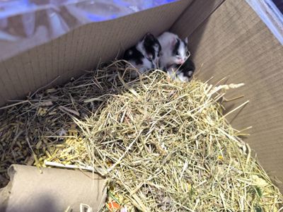 Королівський хомяк