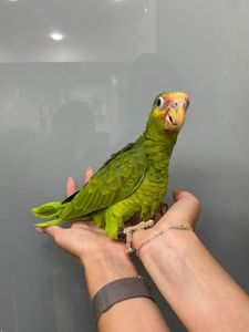 Амазон, яскравий амазон