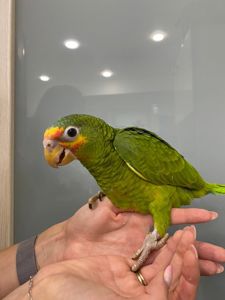 Амазон, яскравий амазон