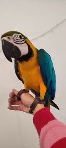 Ручний догодованець синьо-жовтий ара самець