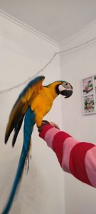 Ручний догодованець синьо-жовтий ара самець