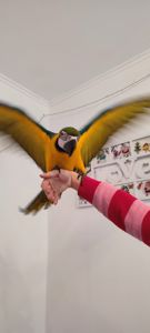 Ручний догодованець синьо-жовтий ара самець