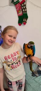 Ручний догодованець синьо-жовтий ара самець