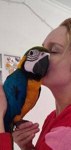 Ручний догодованець синьо-жовтий ара самець