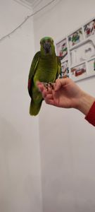 Супер-ручний папуга Синьолобий Амазон самець