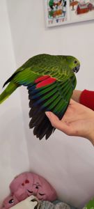 Супер-ручний папуга Синьолобий Амазон самець