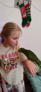 Супер-ручний папуга Синьолобий Амазон самець