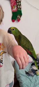 Супер-ручний папуга Синьолобий Амазон самець